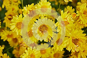 Zoom View Chrysanthemum Flower or Mums Flower