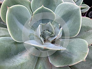Zoom View Succulent Plant Background