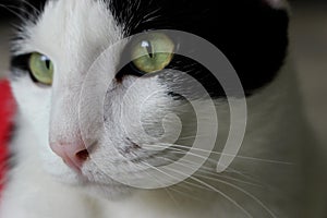 Zoom White and Black color cat face for pets