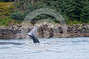 zoomed in capture of whales tail