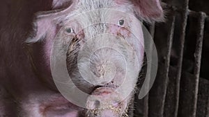 A zoomed-in image of a large pig with a sad expression that lives in your cage.