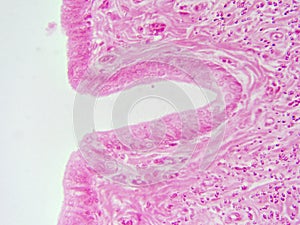 Zoomed In: Mammal Urethra Showing Transitional Epithelial Tissue at 400x