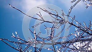 Zoomed photo of small frosted tree branches