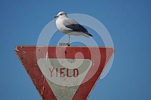 seabird standing on yeild sign photo