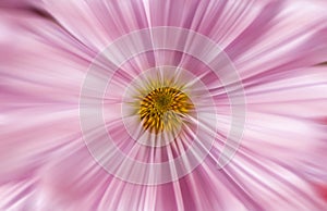 Zoomed pink daisy