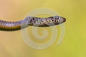 Zoomed Portrait of Caspian Whip Snake