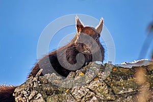 Squirrel Posing In A Park