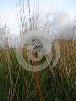 Zoomed in view of dandelion blowing in the wind photo