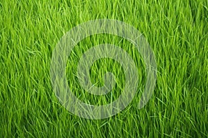 zoomed-in view of lean and long blades of grass