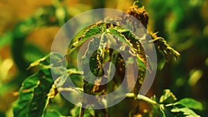 A zoomedin photograph of a pest infesting a wilted plant withering under the unrelenting heat of the sun