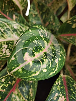 Zoomin close-up aglonema donacarmen