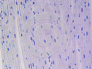 Zooming in on Cardiac Tissue: Detailed View of Nuclei, Striations, and Discs