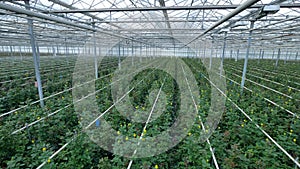 A zooming out view on small yellow roses in a nursery.