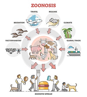 Zoonosis infectious disease transfer from animal to human outline diagram photo