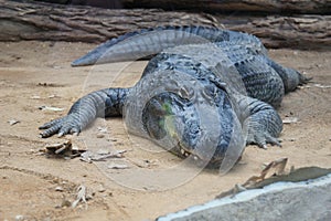 ZooParc de Beauval alligator