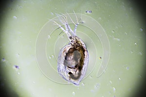 Zooplankton Water Flea Daphnia, microscopic image