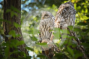 Zoos portrait of owl who is sittig on stick.