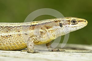 Zootoca vivipara / Viviparous Lizard