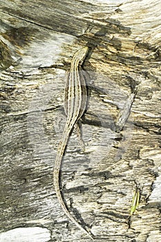 Zootoca vivipara / Viviparous Lizard