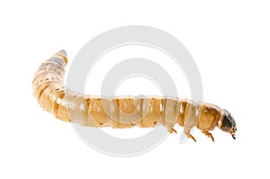 Zophobas atratus/ morio - meal worm