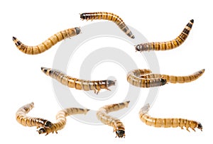Zophobas atratus/ morio - meal worm photo
