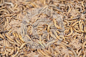 Zophobas morio - worms