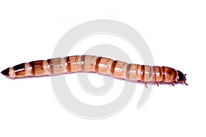 Zophobas Morio worm