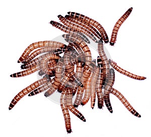 Zophobas Morio worms