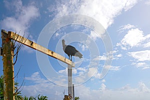 Zopilote buzzard bird San Martin in Cozumel photo