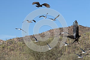 Zopilote vulture in baja california photo