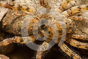 Zoropsis spinimana spider