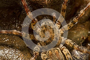 Zoropsis spinimana spider