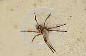 Zoropsis spinimana spider species, family of the Zoropsidae. Looks like a wolf spider