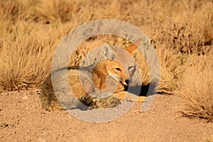 Zorro Culpeo or Andean Fox Relaxing in the Sunlight among Desert Brush Plants, Los Flamencos National Reserve, Chile