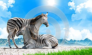 Zorse, a Zebra and Horse hybrid. Equus zebra x Equus caballus