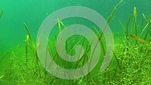 Zostera seagrass and green algae Cladophora sp. on the seabed, Black Sea