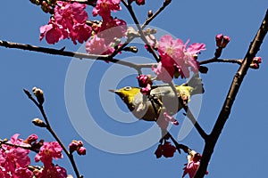 The zosterops jumps up and down on the cherry blossom tree, searching for food.