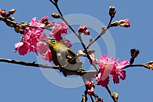 The zosterops jumps up and down on the cherry blossom tree, searching for food.