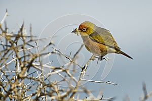 Zosterops lateralis - Silvereye - in maori language tauhou in the primeval forest in New Zealand