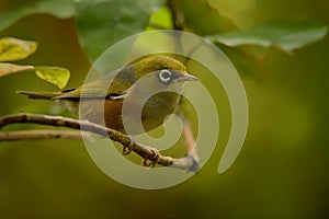 Zosterops lateralis - Silvereye - tauhou in the primeval forest