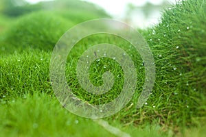 Zoysia grass photo