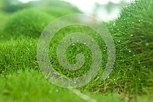 Zoysia grass