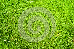 Background, zoysia grass photo