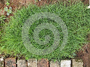 Zoysia japonica known as Japanese lawngrass is a species of mat forming. photo