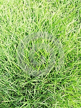 Zoysia matrella or commonly known as Manila grass, comes from the Poaceae family. This type of grass grows and develops inthe asia