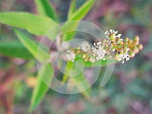 Zoysia White Grass Flower photo