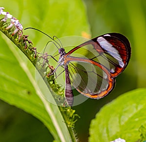 ZSL Butterfly Paradise London Zoo. the glasswing butterfly, greta oto photo