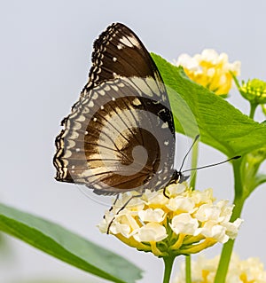 ZSL Butterfly Paradise London Zoo. Hypolimnas misippus, Danaid eggfly male butterfly.