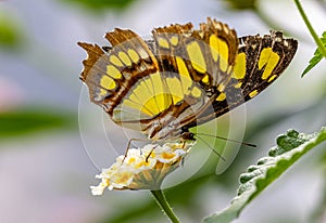 ZSL butterfly Paradise London Zoo. Malachite butterfly with damaged wings