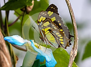 ZSL Butterfly Paradise London Zoo. The Malachite butterfly, Siproeta stelenes butterfly.